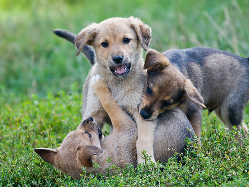 Dogs playing