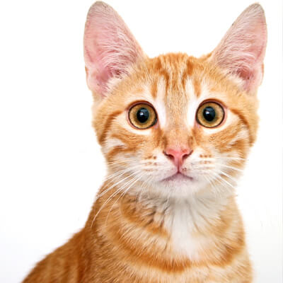 Orange cat