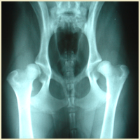 Bilateral Hip Dysplasia Dogs