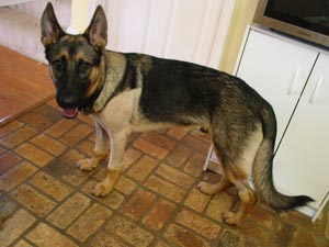 Canine Elbow Dysplasia - Degenerative Joint Disease (Arthritis)