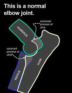 Canine Elbow Dysplasia - Degenerative Joint Disease (Arthritis)