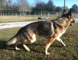 Dog Conditioning Baldwin County AL - Dog Agility