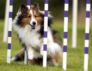 Dog Conditioning Baldwin County AL - Dog Agility