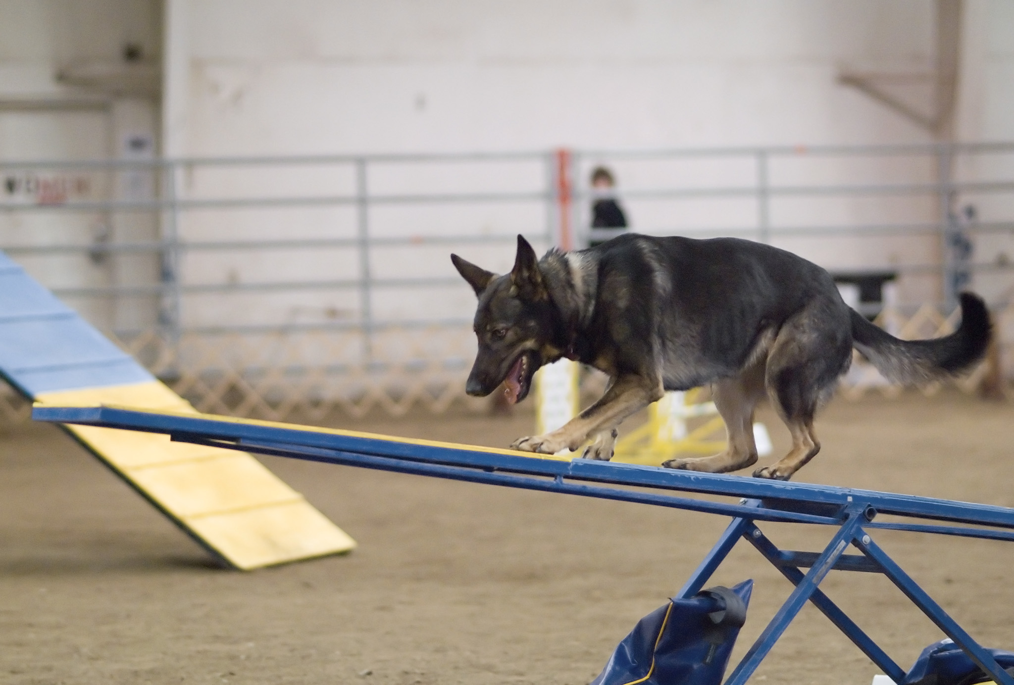 Dog rehabilitation Baldwin County AL and Canine rehabilitation