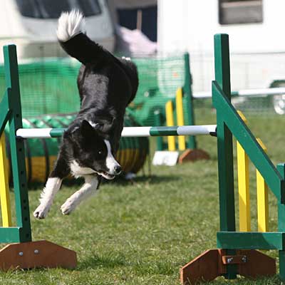 Dog rehabilitation and Canine rehabilitation Baldwin County AL