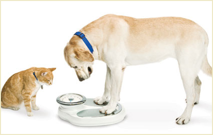 Dog & Cat weight loss
