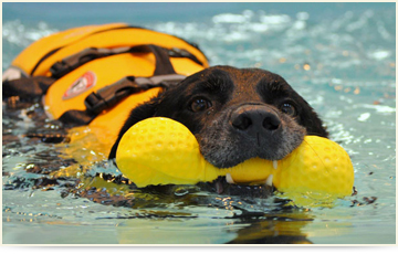 dog Aquatic Therapy