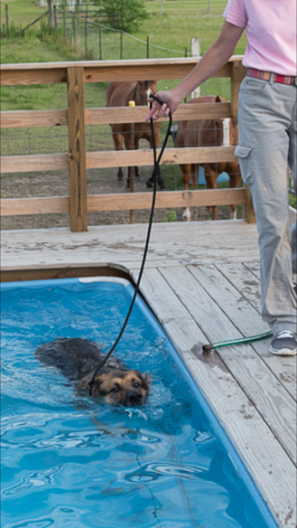 Dog Aquatic Therapy for rehabilitation and conditioning