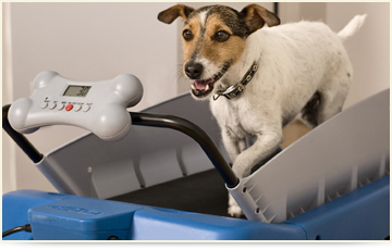 dog conditioning