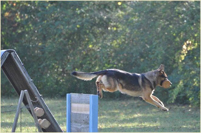Dog Conditioning