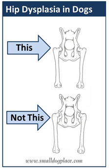 Hip Dysplasia Dogs