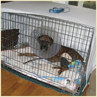 Stifle Stabilization Surgery - Canine Rehabilitation