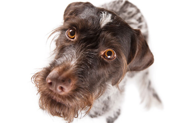 Dog looking up