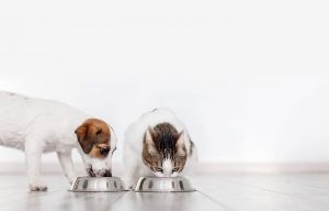 Dog and cat eating