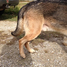 Dog Rehabilitation Baldwin County AL - Soft Tissue