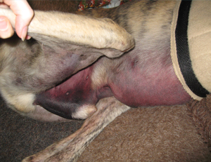 Dog Rehabilitation Baldwin County AL - Soft Tissue