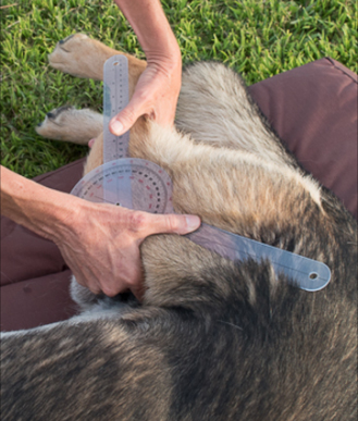 Dog Rehabilitation - Measurements of the Joint Angles