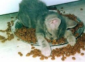 cat-diet-nutrition