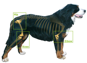 canine-arthritis