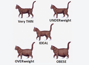 cat-ideal-body-shape