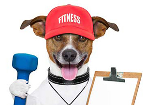 dog-exercise-training