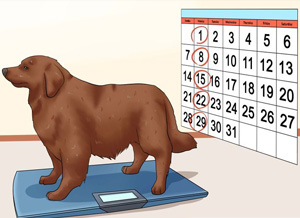 dog-weight-loss-plans