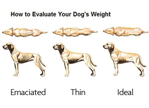 Muscle Loss