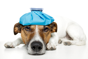 Dog pain control ice solution