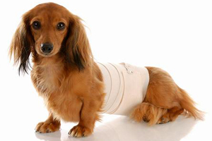 Dog with acute post-operative pain