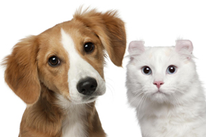 Cat or Dog Pain Control