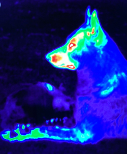 K9 Strong Digital Thermal Imaging