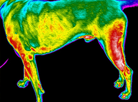 Canine digital thermal imaging