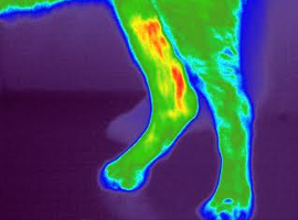 Canine digital thermal imaging