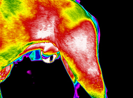 Canine digital thermal imaging