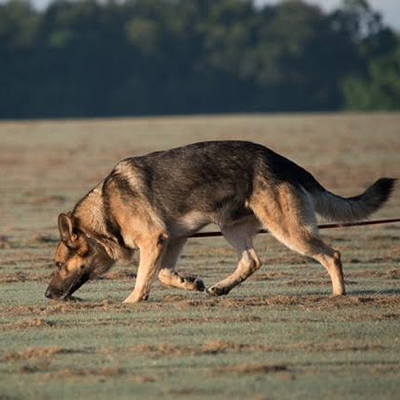 Canine Tracking Classes