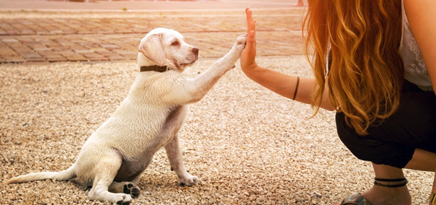 dog-training-classes-pic