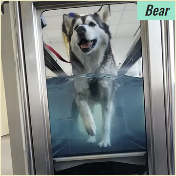 Canine-Underwater-Treadmill