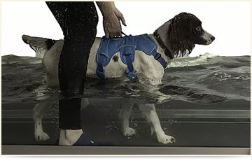 Dog Underwater Treadmill