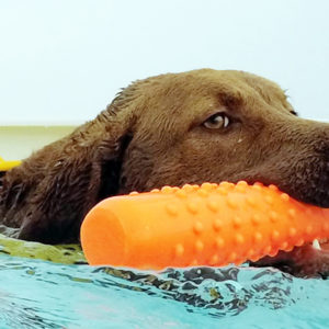 Dog Aquatic Therapy Pool Sessions