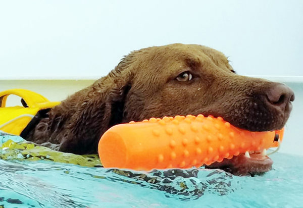 Dog Aquatic Therapy Pool Sessions