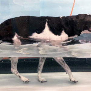 Dog Canine Underwater Treadmill Packages