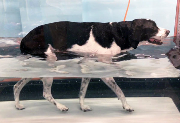 Dog Canine Underwater Treadmill Packages