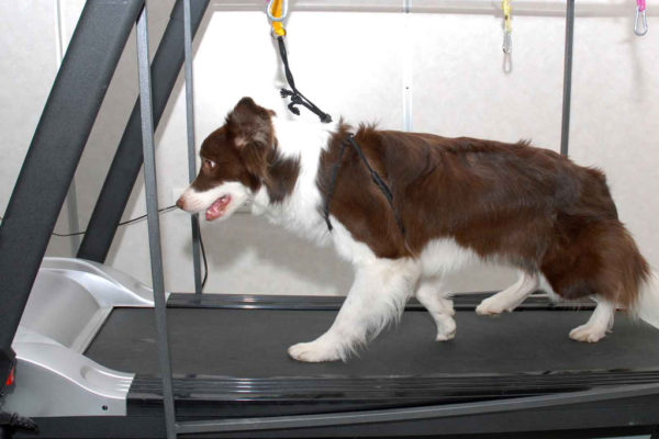 Dog-Conditioning-Sessions-treadmill-K9-Strong