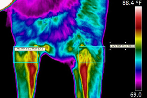 Dog-Digital-Thermal-Imaging-Sessions-1-K9-Strong