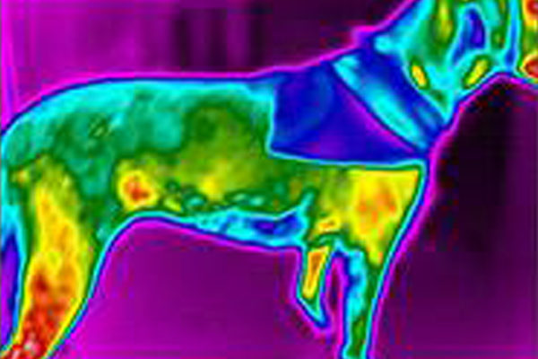 Cat & Dog Digital Thermal Imaging - Image 4