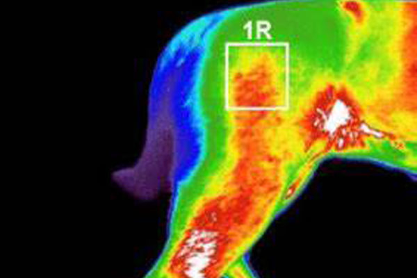 Dog-Digital-Thermal-Imaging-Sessions-3-K9-Strong