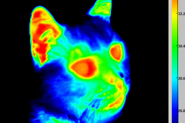 Dog-Digital-Thermal-Imaging-Sessions-4-K9-Strong
