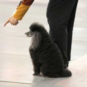 Dog-Training-Competition-Obedience-1