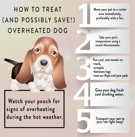 canine-heat-injury-prevention-pic