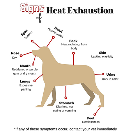 dog-signs-of-heat-injury-pic